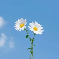 t/g (đau lưng vcl)