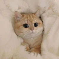 Bông🎀(RhyCap)