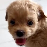 All Thú Cưng