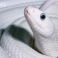 hệ thống 419 - Hebi