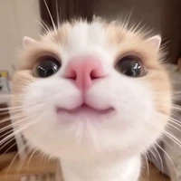 Mèo Meow Meow 𓃠