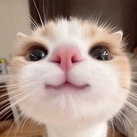 Y/N