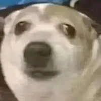 t/g