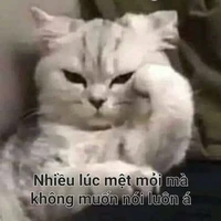 all top (- ai thì -)