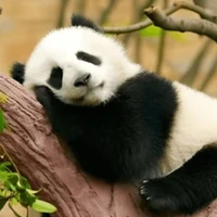 tác giả say hi
