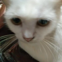đây là con mèo đáng thương nhà tao
