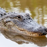 Cá sấu