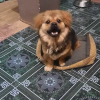 Tác giả bị khờ!!!