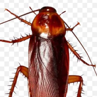 nhỏ gián