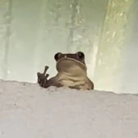 con nào đó tên z