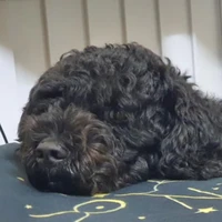 cún cưng của tác giả