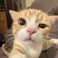 Bông iu Bột:3[CapRhy]