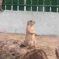 Đô Đô-Sam Nhược