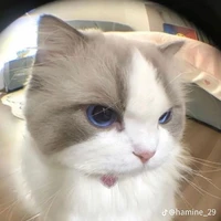 ngọc hy