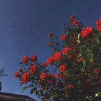 trường minh tông