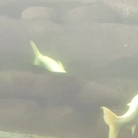 đội trưởng đội hình sự