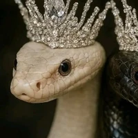 kichiba silyna ( dạng rắn)