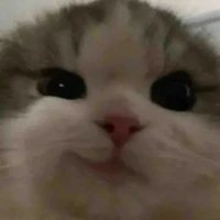 mèo