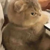 mèo ( kina)