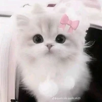 Q.Anh trong hình dạng mèo