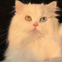Mèo (duy)