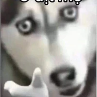 nhỏ tác giả bị khòn