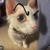 t cân tất cả vai