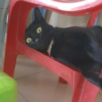 mồm lèo