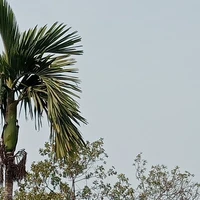 All trừ ai thì trừ