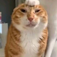 Đa nv