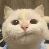 Mèo con