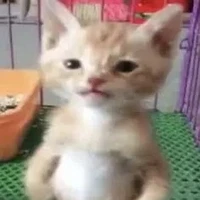 Tác giả