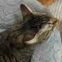 Meo hiểu chuyện đến đau lòng