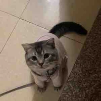 tác giả nò