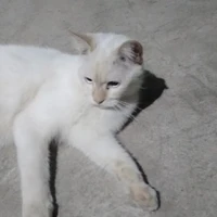 tác giả đêyy