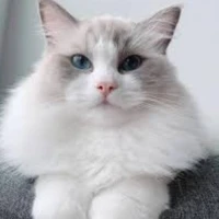 Trần Đăng Dương(dạng mèo)