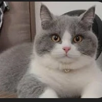 Nguyễn Thái Sơn(dạng mèo)