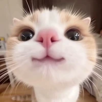 Wonjin ( tg ship chô cơ)