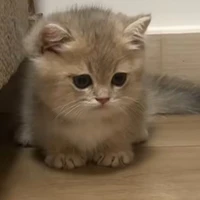 t/g cute