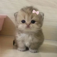 mèo(Kris)