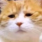 hệ thống mạng lưới nhà t:3