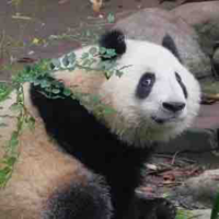 🐼Gấu Trúc🐼|T/g chính|