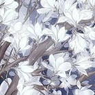 Tử Hy-Nhất Bạch-Thiên Bang- Vân Khai