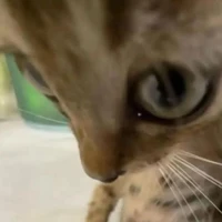 HT cutee hột me chấm sốt madone