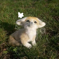 Nini