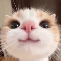 bé mèo