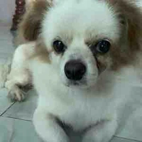 Thầy giáo