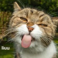 lớp phó học tập