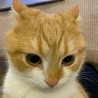 Tớ