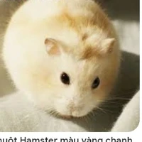 hamster ( chanh )